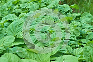 Close-Up High-Angle View Of The Green Leaves Of Amaranthus Hybridus Plants