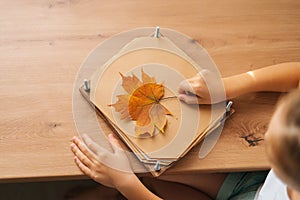 Close-up high-angle view of unrecognizable little child girl holding beautiful dry maple leaf to create herbarium diy at