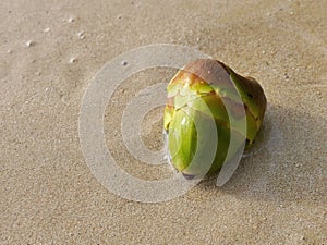 Close up high angle view of Young green palm fruit on the sand beach, For background