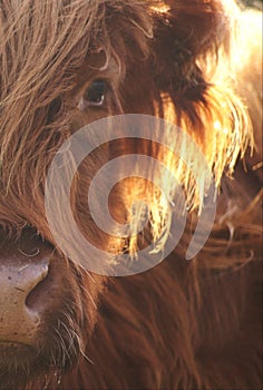 Close up of highland Cow in autumn sunlight