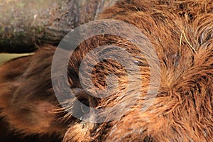 Close up highland cow eye