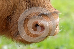 Highland cow muzzle close up