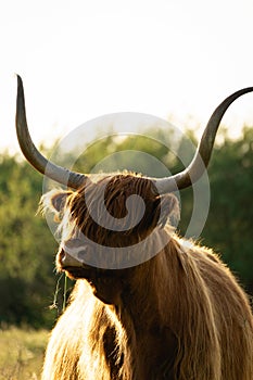 Close up from a Highlander cow. In the fields of Lentevreugd, Wassenaar. The Netherlands