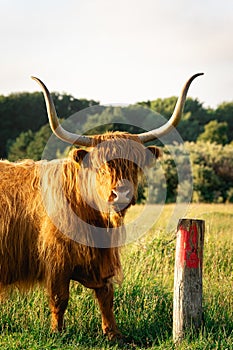 Close up from a Highlander cow. In the fields of Lentevreugd, Wassenaar. The Netherlands