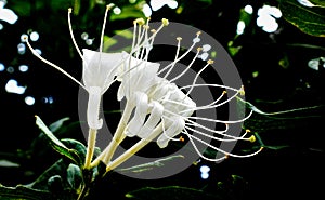 Close up highlighting he beauty of a white MadreselvaHoneysuckle flower in a dark background, Cordoba, argentina photo