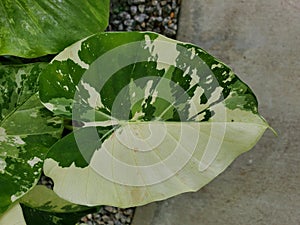 Close up of a highly variegated and marbled leaf of Alocasia Odora