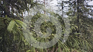 Close up of hiker man passing by the camera and touching a pine tree branch by his shoulder in the forest. Stock footge