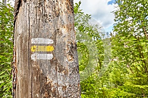 Close up of a hiking trail marking painted on tree.