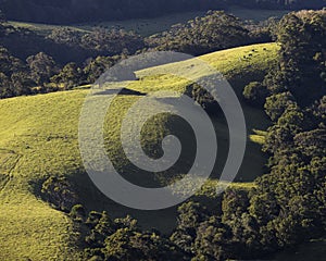 a close up of a hillside from saddleback mountain on nsw south coast
