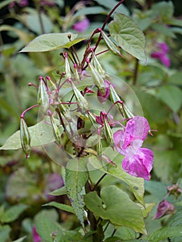 Close up of Himalayan balsam flowers and seedpods growing in wetland near a river with raindrops