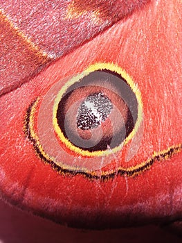 close up of the hind wing of a Saturniidae moth Hemileucinae family - Automeris species