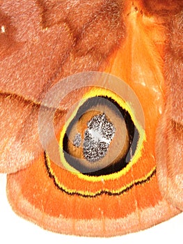 close up of the hind wing of a Saturniidae moth Hemileucinae family - Automeris species