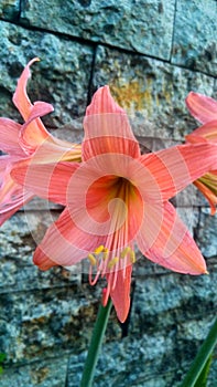 Close up of Hippeastrum striatum, the striped Barbados lily, belongs to the Amaryllidaceae family