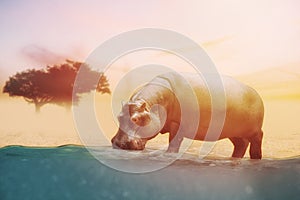 Close up on hippo drinking water