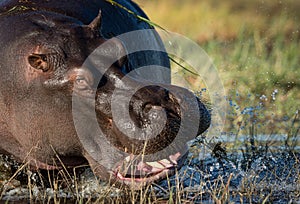 Close up on hippo head showing anger and rage splashing water in Chobe River Botswana