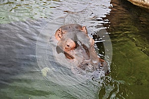 Hippopotamus amphibius, at the zoo.