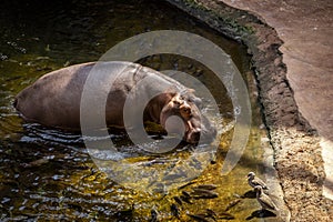 Close-up of a hippo (Hippopotamus amphibius) in the water.