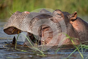Close-up of hippo in water eating grass