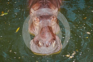Close-up a hippopotamus