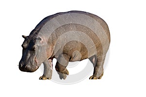 Close-up of Hippopotamus