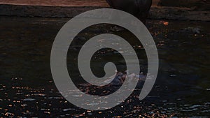 Close-up of a hippopotamus emerging from the water. Ridiculously wiggles his ears.