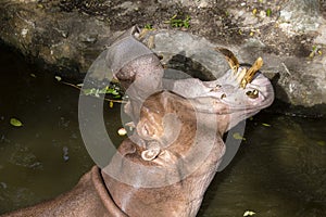 Close up hippopotamus, or hippo, mostly herbivorous mammal in water with open mouth