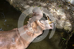 Close up hippopotamus, or hippo, mostly herbivorous mammal in water with open mouth and waiting for food from tourists