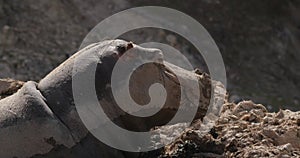 Close-up of a hippopotamus\'s muzzle. Hippopotamus lying in the mud and turnning its head, slow motion 120 fps