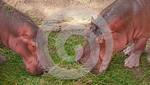 Close-up of Hippopotamuses Feeding in Zoo, Pink Hippos Eating Fresh Green Grass