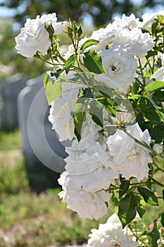 Close up of historical white Rose, Prosperity