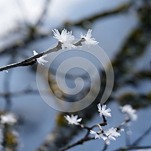 Close-up of hoar frost on a branch in winter with blue sky