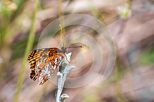 Close up of Hoffmann`s checkerspot Chlosyne hoffmanni butterfly sitting on top of a plant with closed wings, Yosemite National