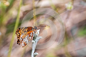 Close up of Hoffmann`s checkerspot Chlosyne hoffmanni butterfly sitting on top of a plant with closed wings, Yosemite National photo