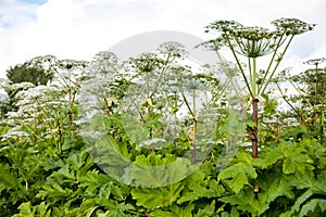 Close up of Hogweed leaves, Heracleum sphondylium.