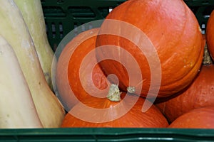 Close-up of hokkaido and butternut pumpkins, vegan, vegearian food