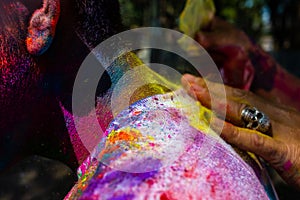 Close Up of Holi Festival`s Colour Dye Application