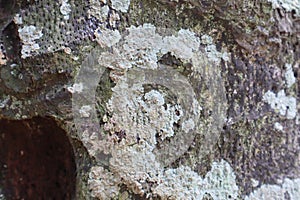 Close up of the hollow tree trunk texture