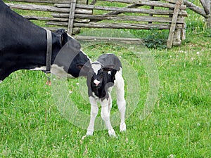 Mother Holstein cares for new baby standing on wobbly legs for the first time photo