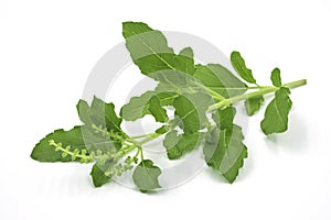 Close-up of holy basil or tulsi leaves, ocimum sanctum isolate on white photo
