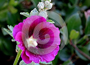 Close up of a holyhock flower