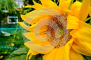 Close-up of a home grown sunflower showing its delicate details, seen near a neighbouring home.