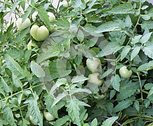 Close Up Homegrown Tomato Plant with Green Tomatoes