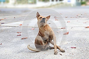 Close up homeless stray dog relaxation short on the street