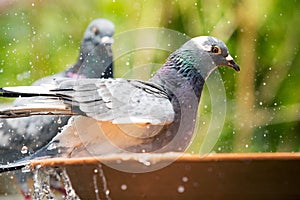 Close up homing pigeon bird bathing in water bowl