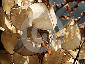 Close up of honesty seed pods in bright autumn sunlight