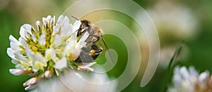 Close up of honey bee on the clover flower in the green field. Green background