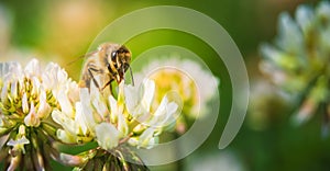 Close up of honey bee on the clover flower in the green field. Green background