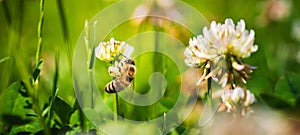 Close up of honey bee on the clover flower in the green field. Green background