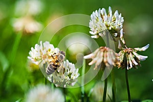 Close up of honey bee on the clover flower in the green field. Green background