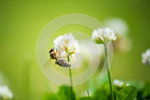 Close up of honey bee on the clover flower in the green field. Green background